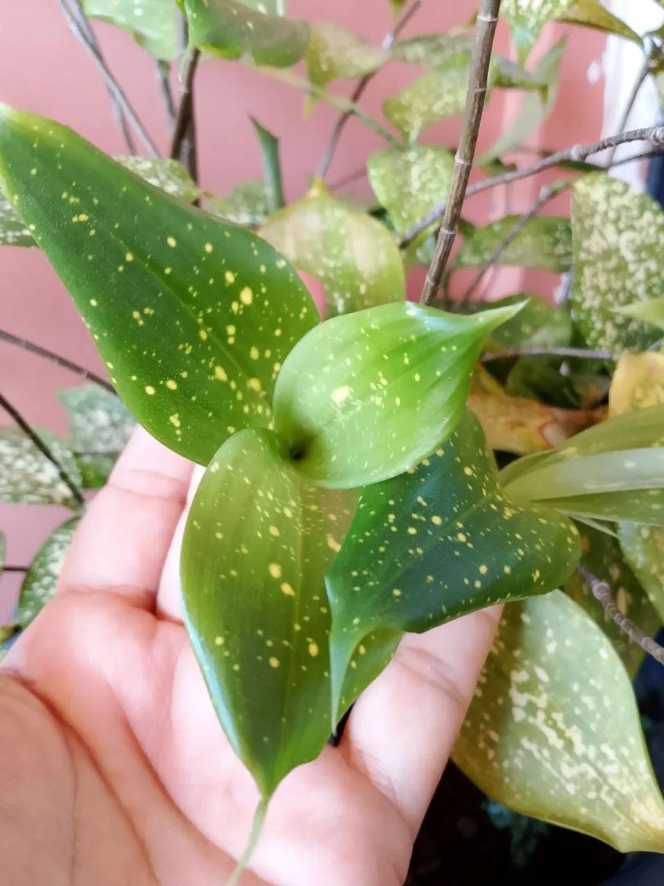 Vendo plantas diversas - Foto 2