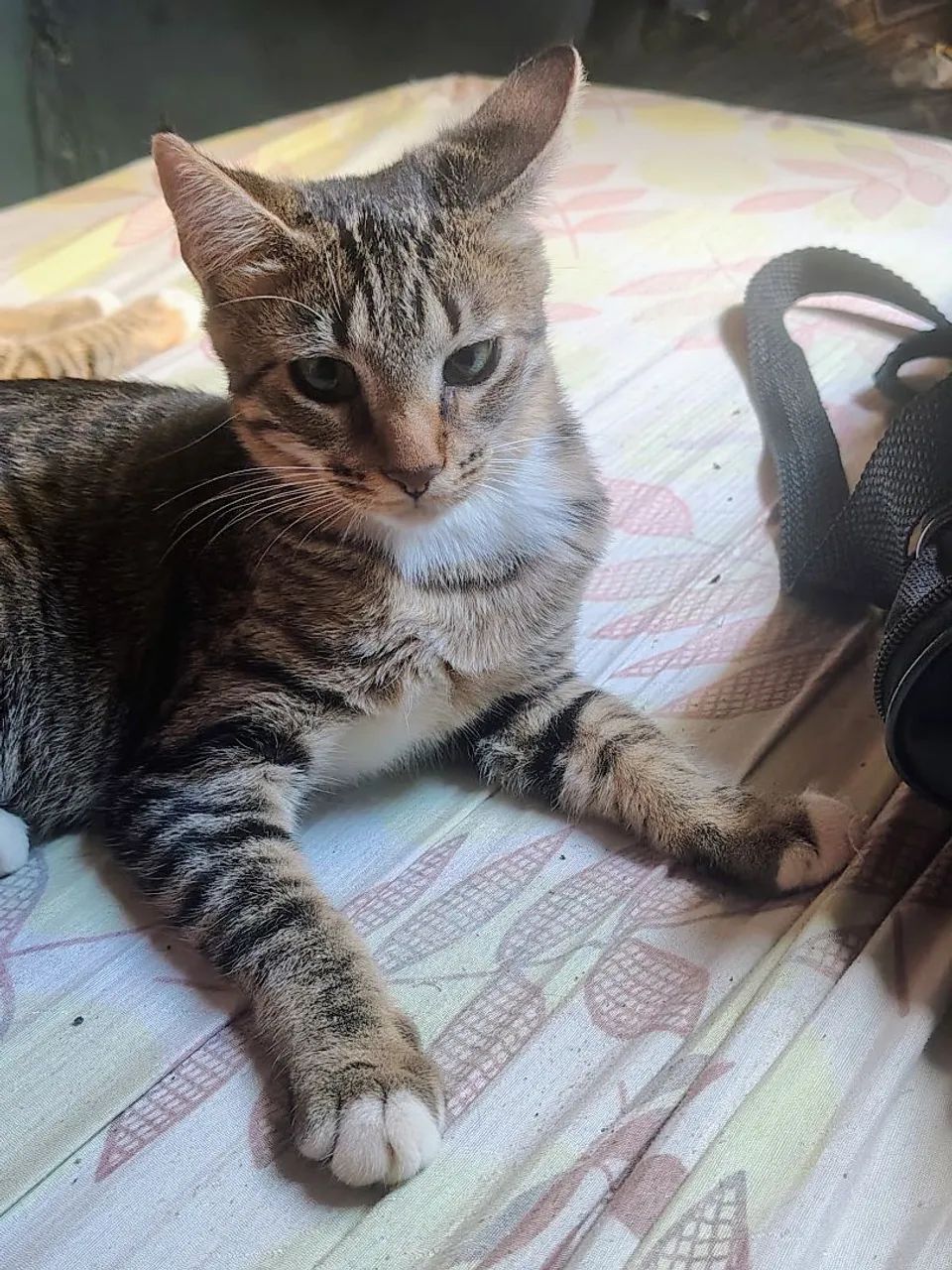 ADOÇÃO RESPONSÁVEL URGENTE!!!! - Foto 2