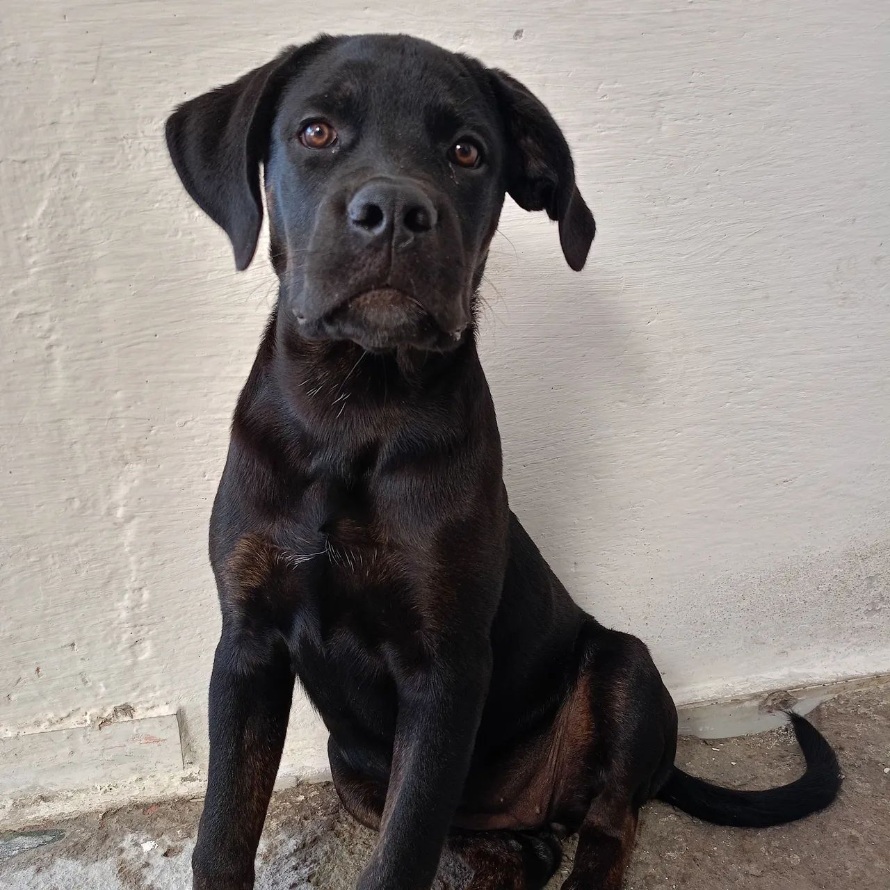 Cane corso fêmea  - Foto 4