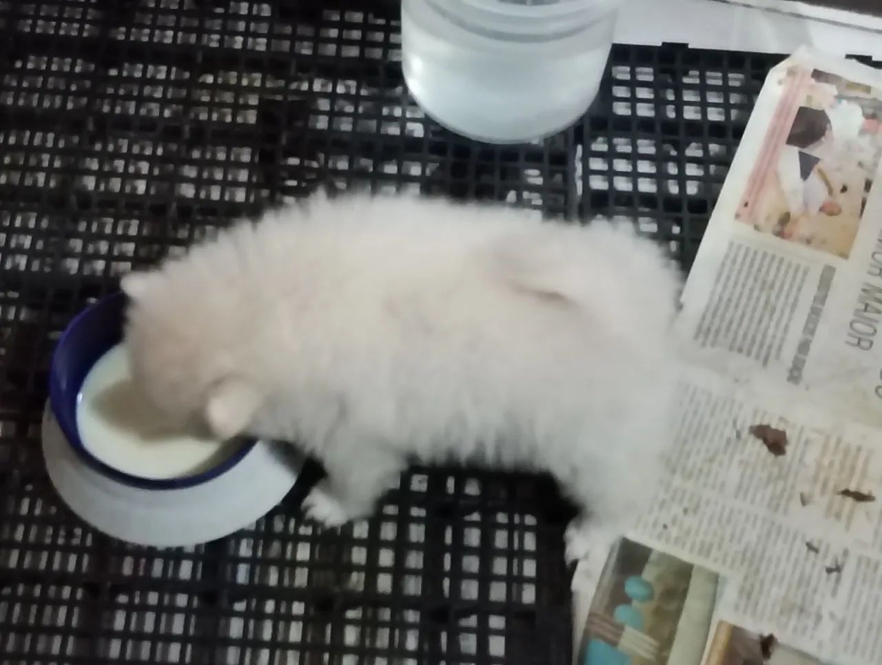 09/02 reserva macho Spitz alemão  - Foto 4