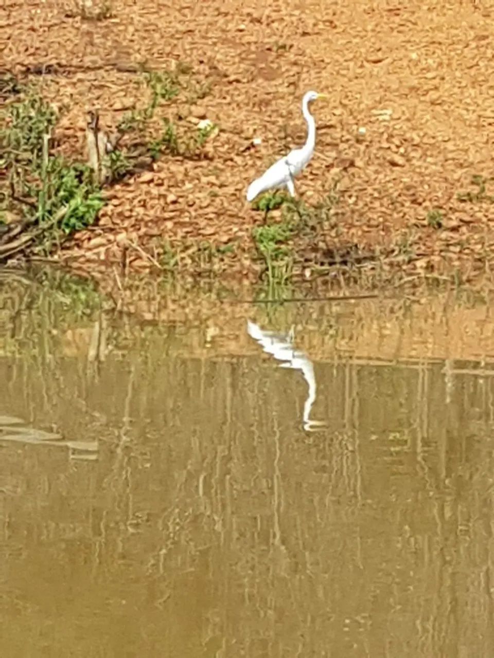 Chácara 4 quartos para Venda Lago Serra da Mesa 5 mil m². - Foto 2