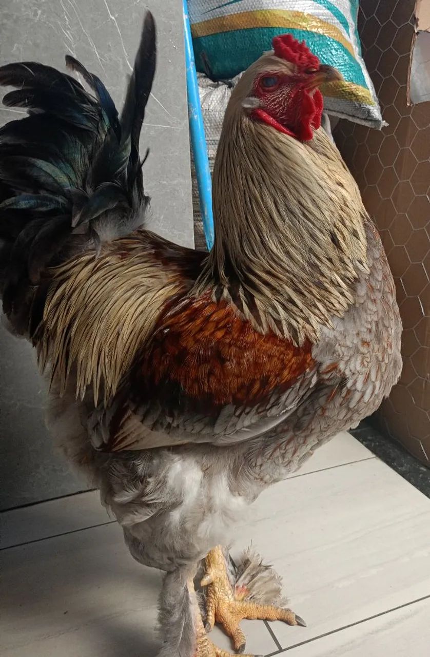 Galos Brahma  - Foto 2