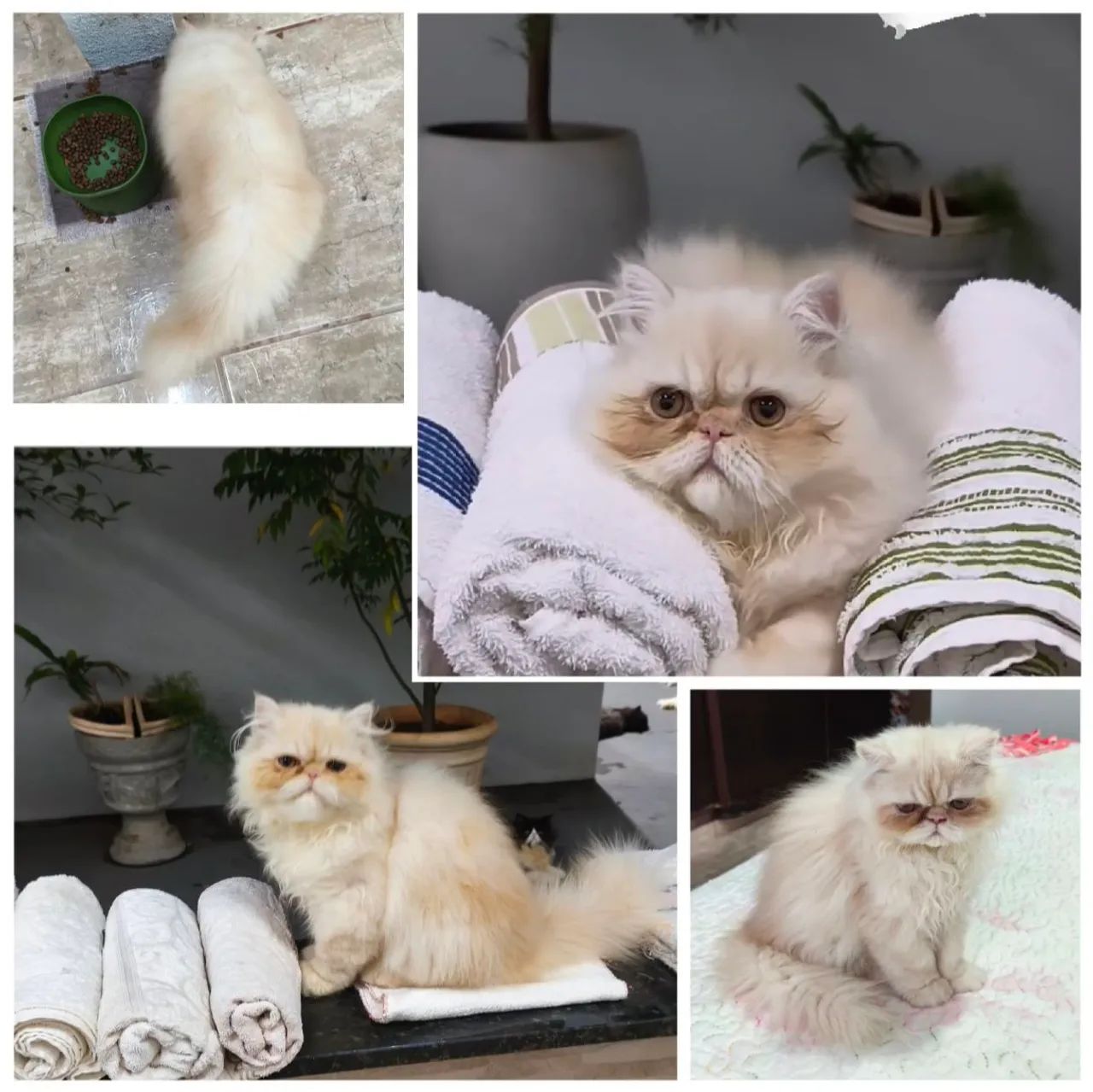 Gatos PERSAS  - Foto 4