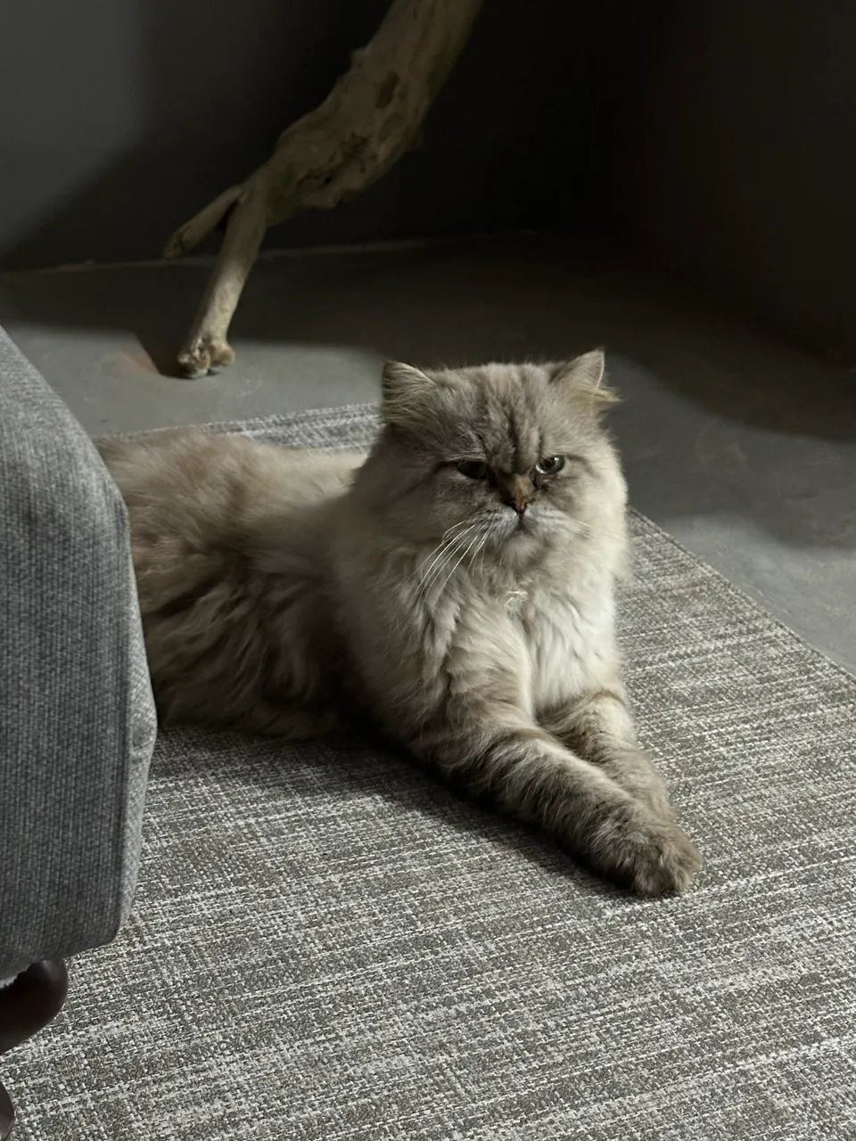 Vendo gato persa 2 anos  - Foto 4