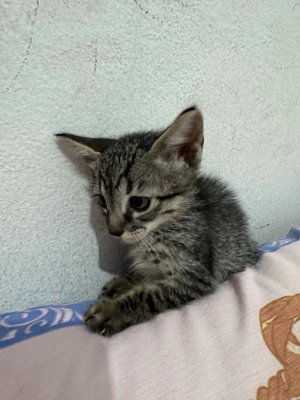 GATINHOS PARA ADOÇÃO  - Foto 5