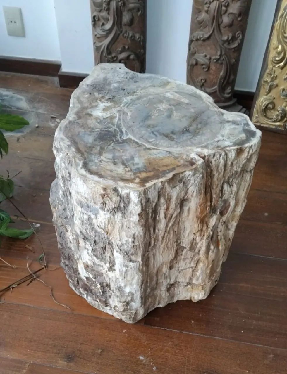 Banquete de madeira fossilizada