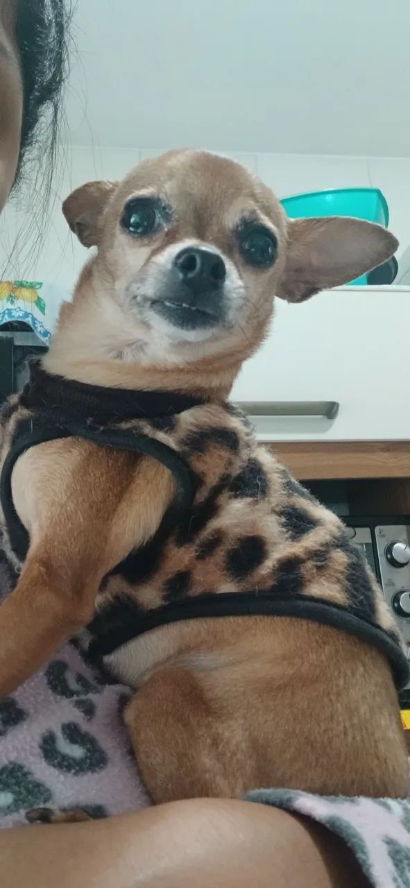 Procura se namorado - Foto 4