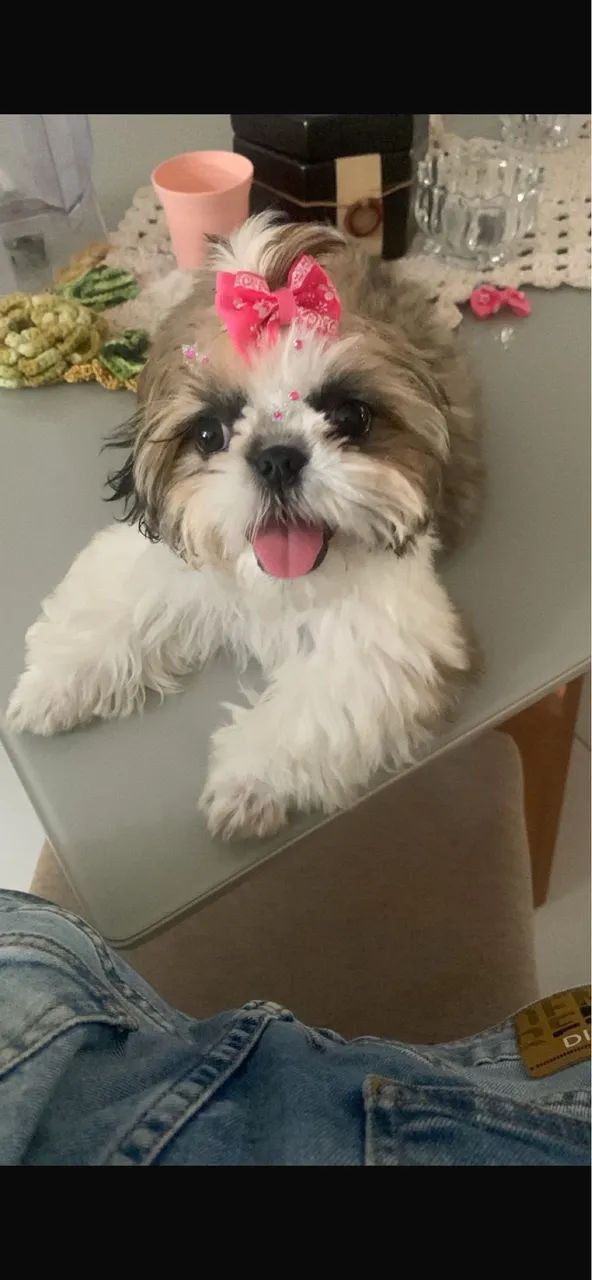 Shitzu 