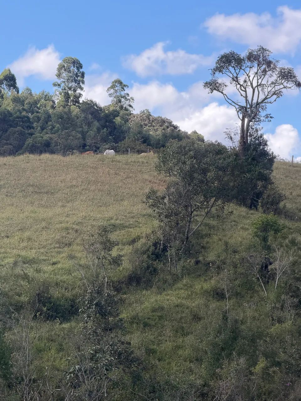 Terreno sítio em Monte Verde mg - Foto 4