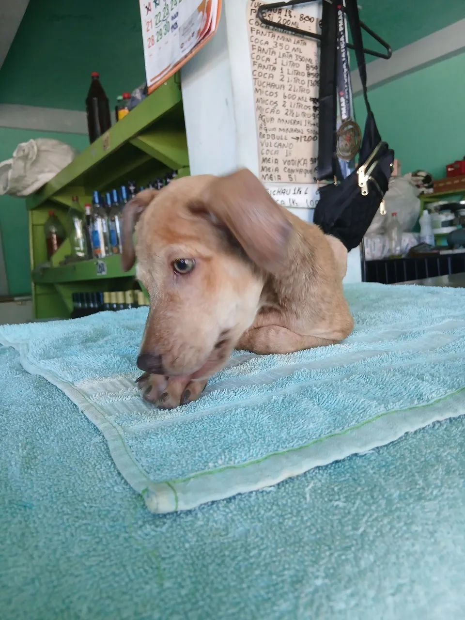 Doação de cachorro  - Foto 5