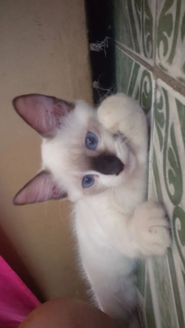 Doação de gatos - Foto 4