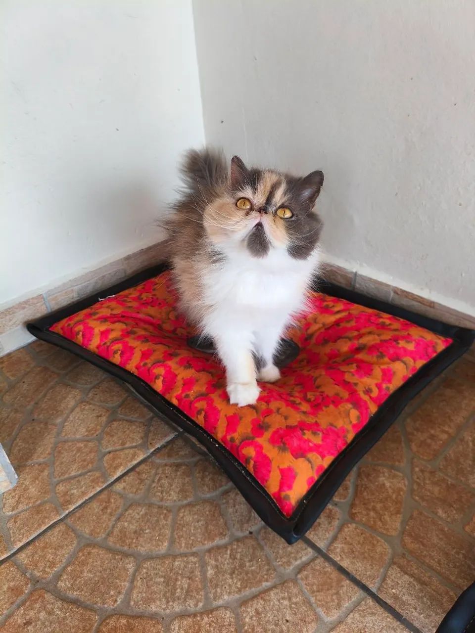 GATA PERSA TOPSHOW - Fêmea Tricolor  - Foto 2