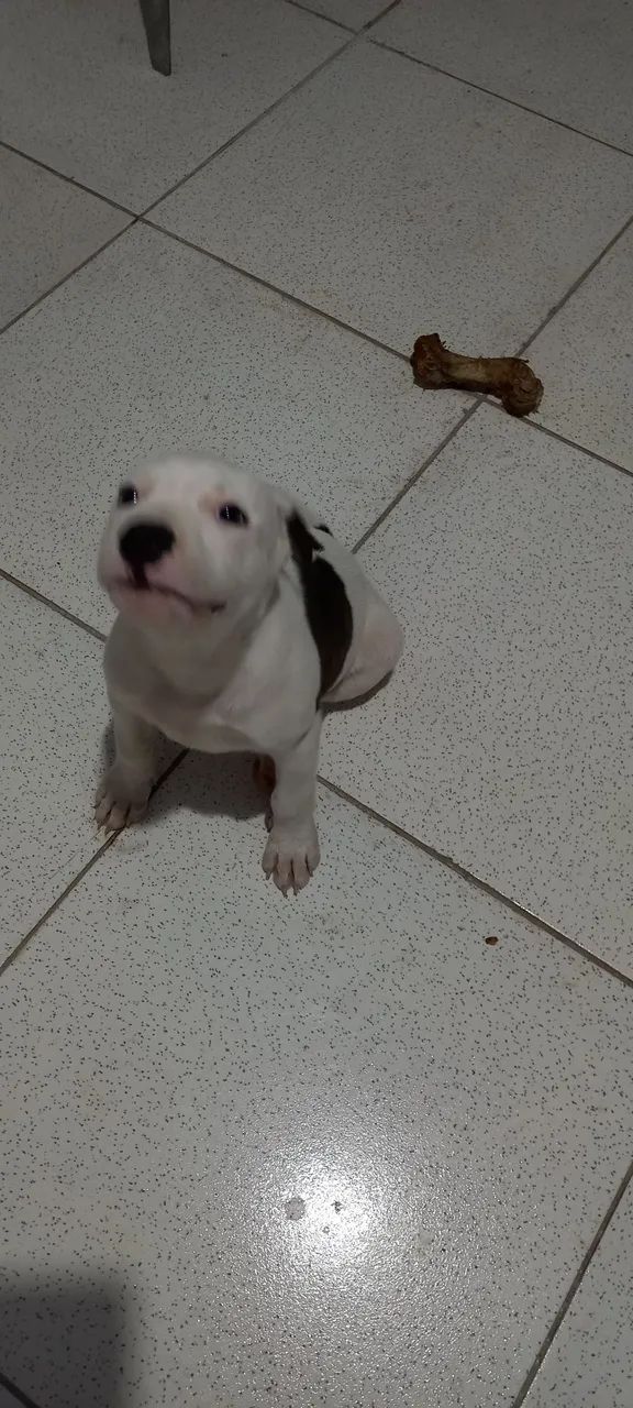 Filhote de pitbull  - Foto 4