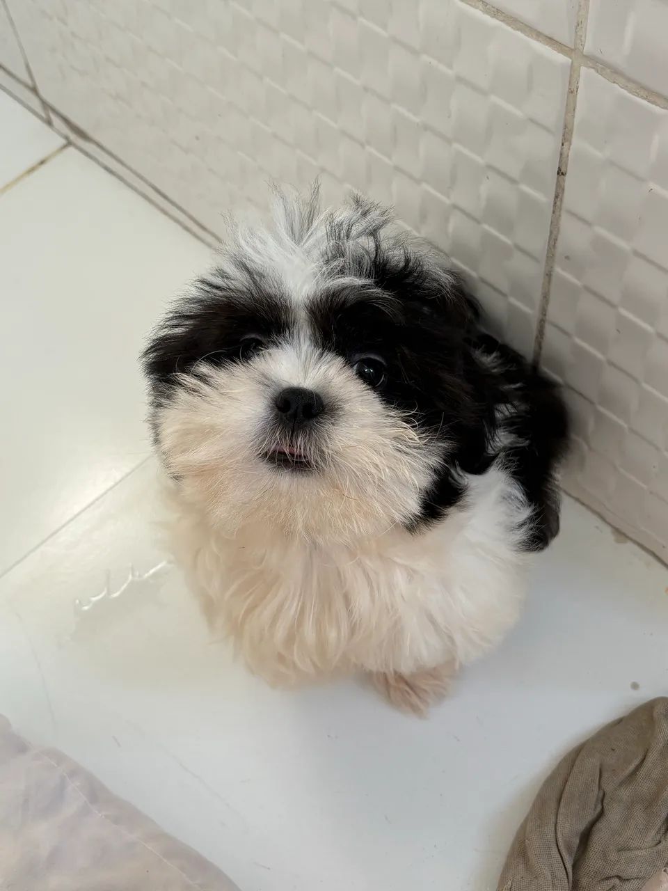 Shihtzu