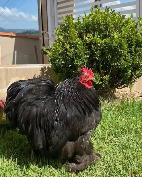 Galinhas chinesa mini cochim 