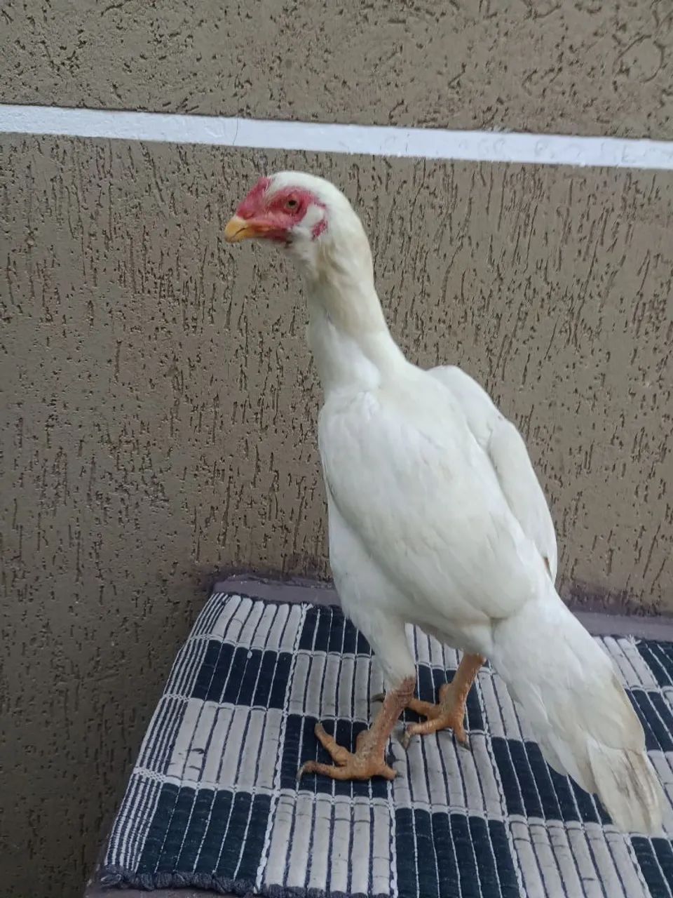 Animais  - Foto 4
