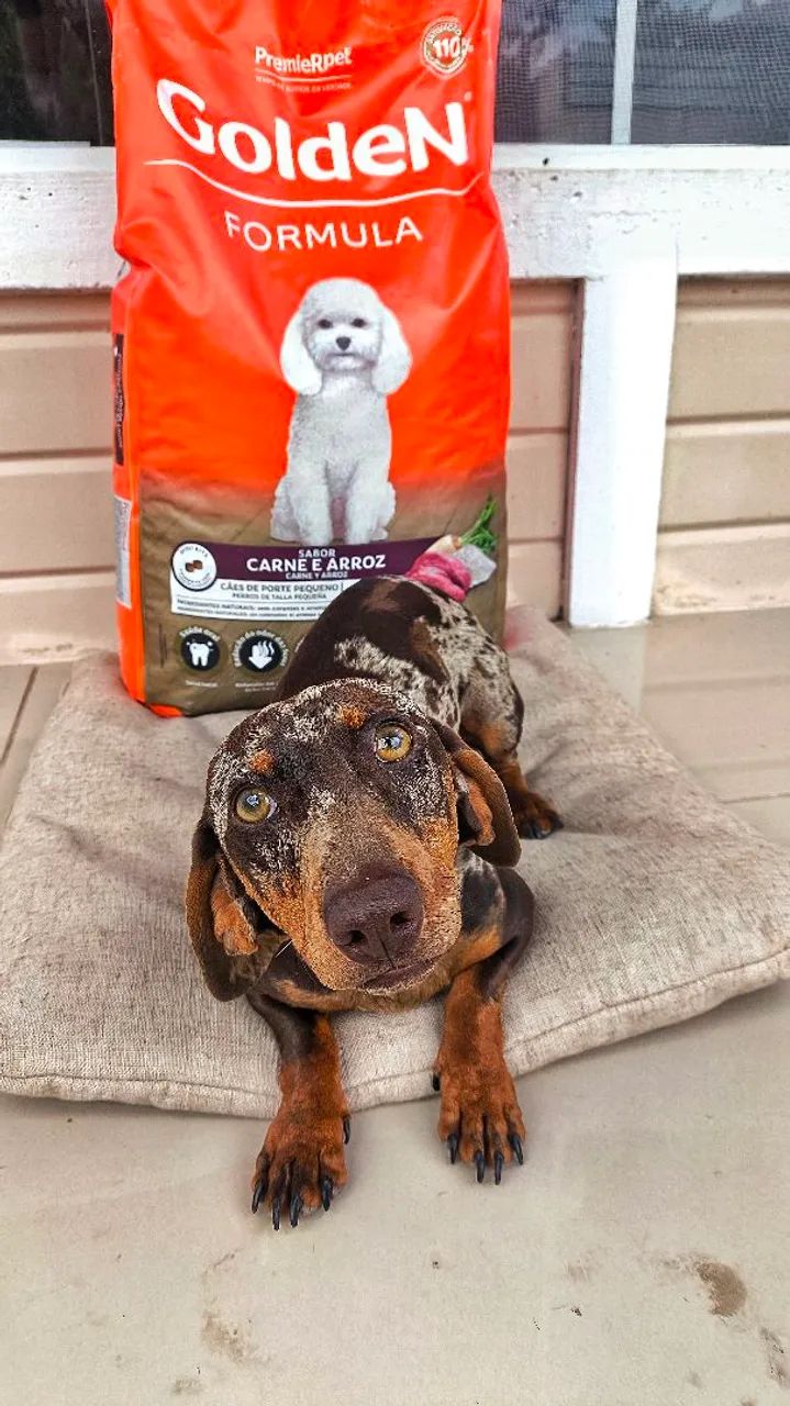 Dacshund procurando namorada  - Foto 5