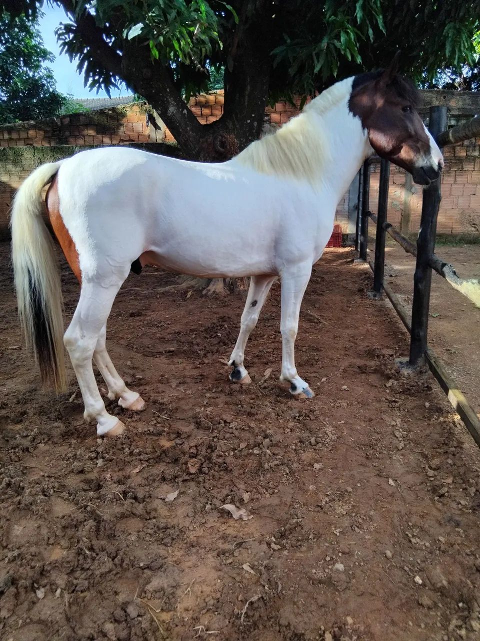 Cavalo