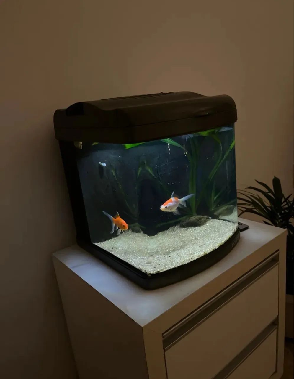 Aquário curvado+ filtro+iluminação  - Foto 2