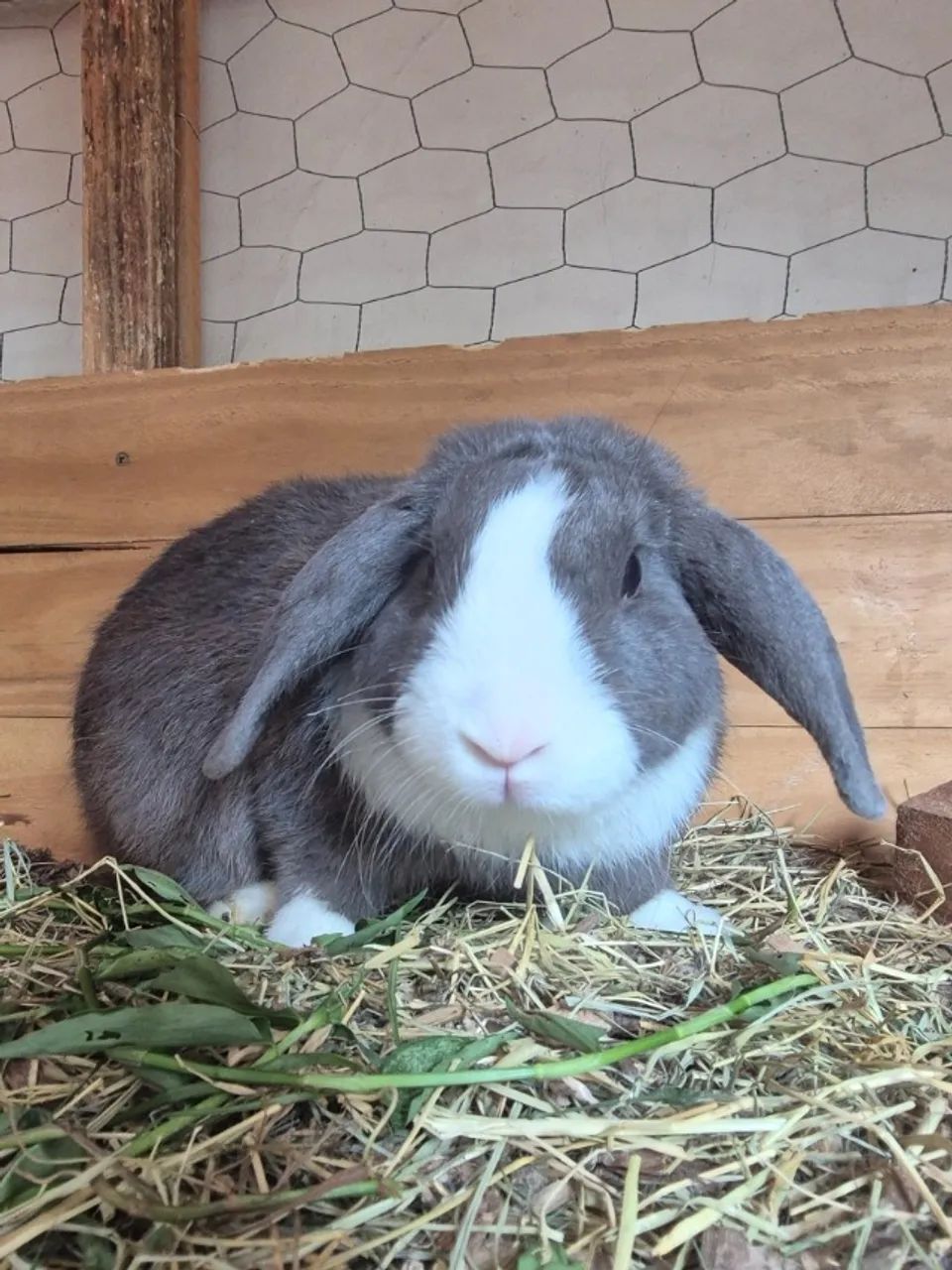 Coelho Mini Lop mini coelho  - Foto 5