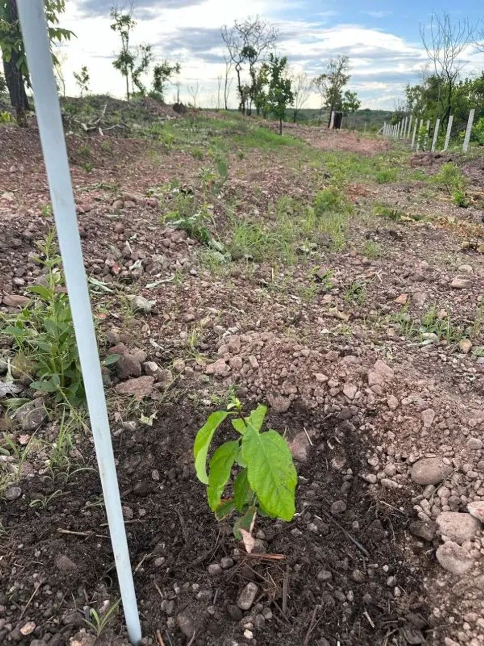 Condomínio Vivendas Primavera - Foto 5