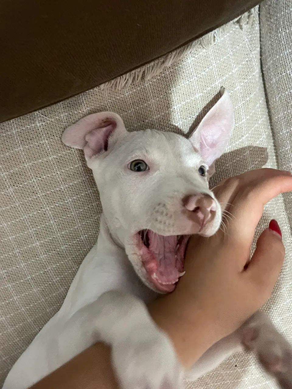 Cachorro Pitbull Monster 
