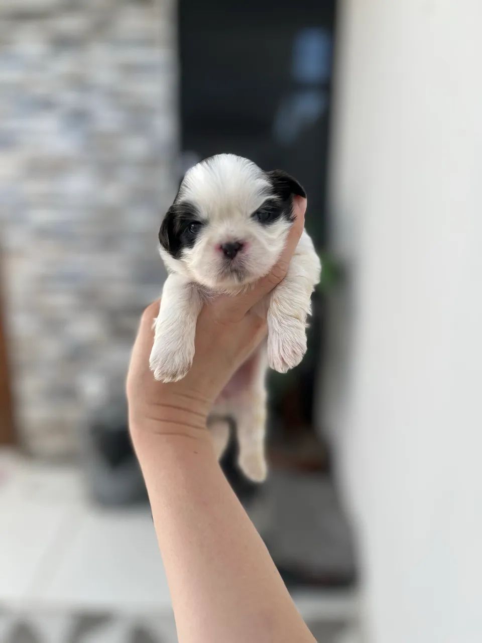 Filhotes Shih Tzu 