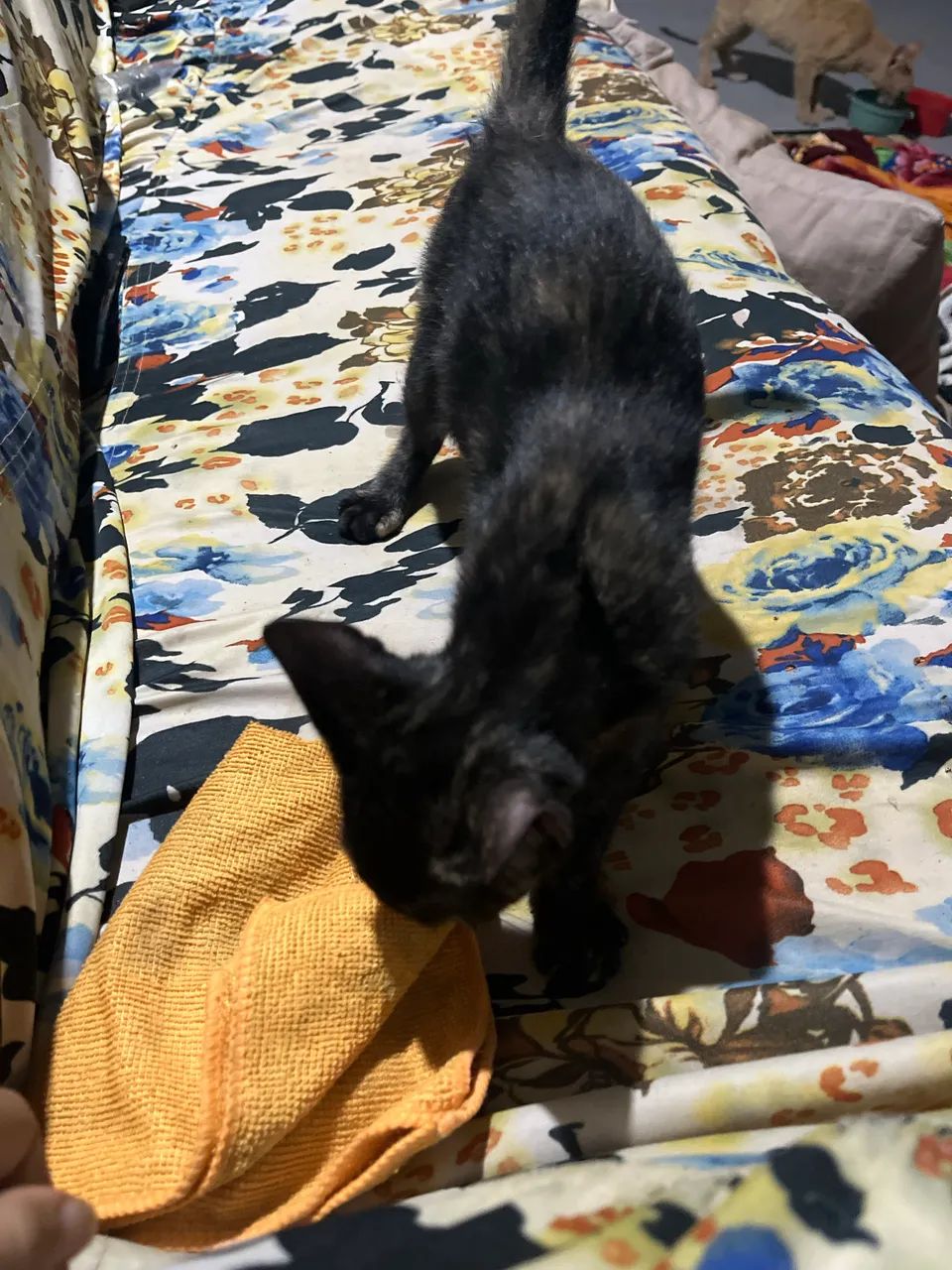 Doação de gatas - Foto 2