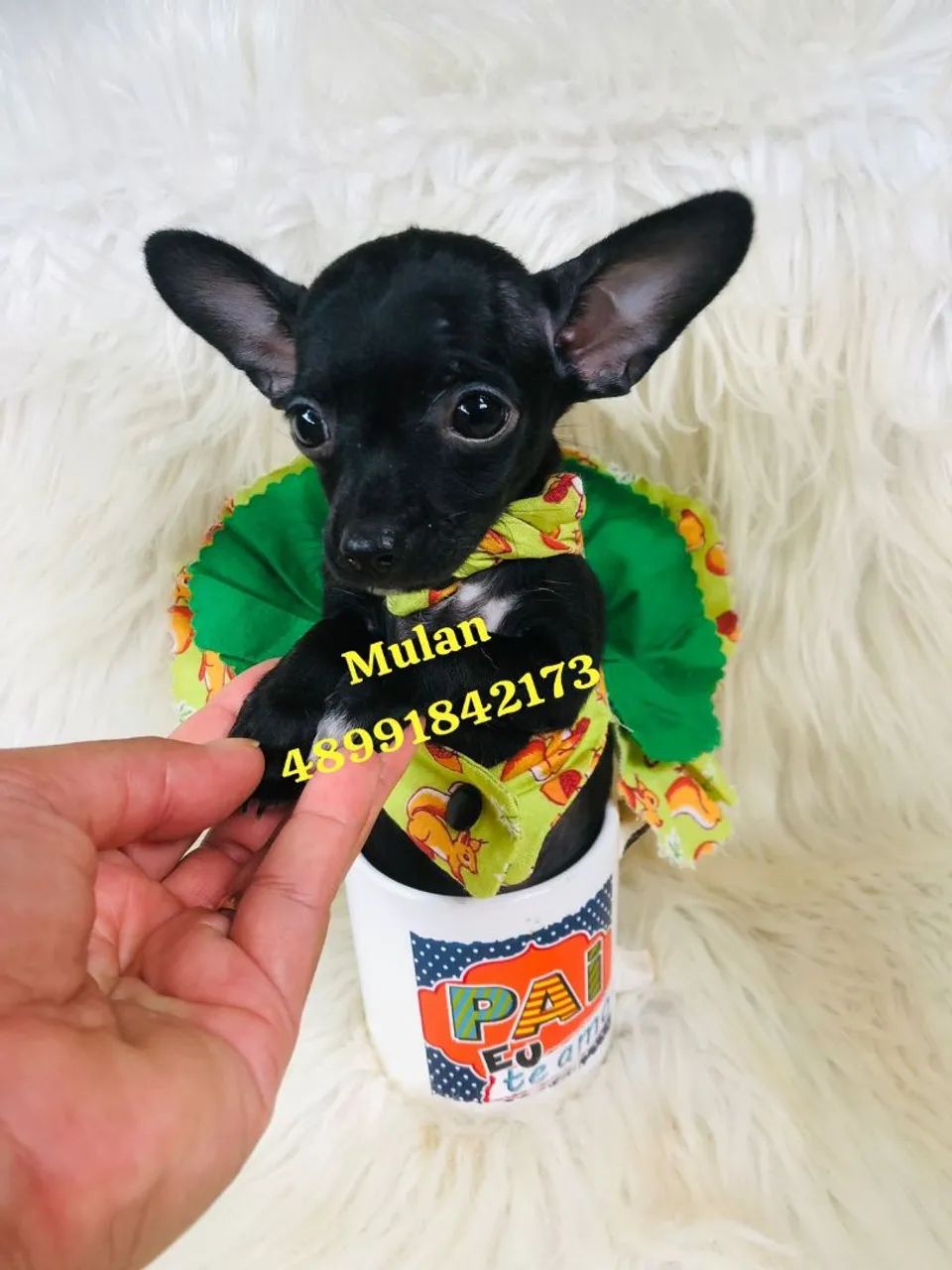 Fêmea de pinscher pretinha - Foto 6