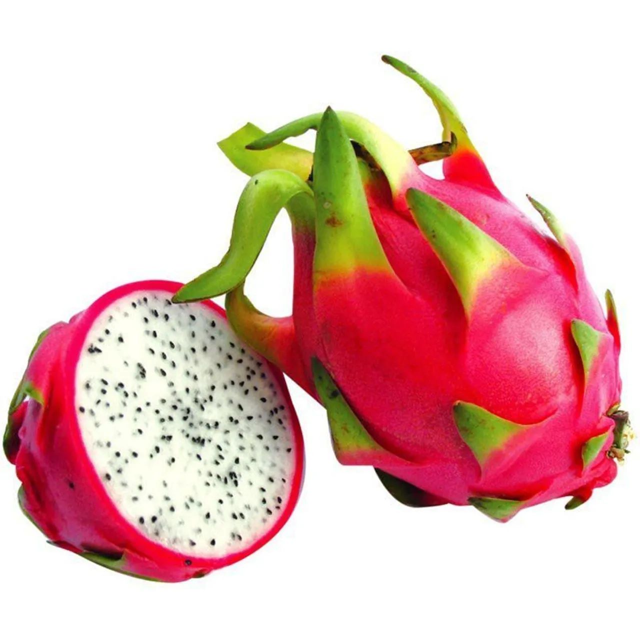 Mudas de Pitaya Branca Auto Férteis  - Foto 2