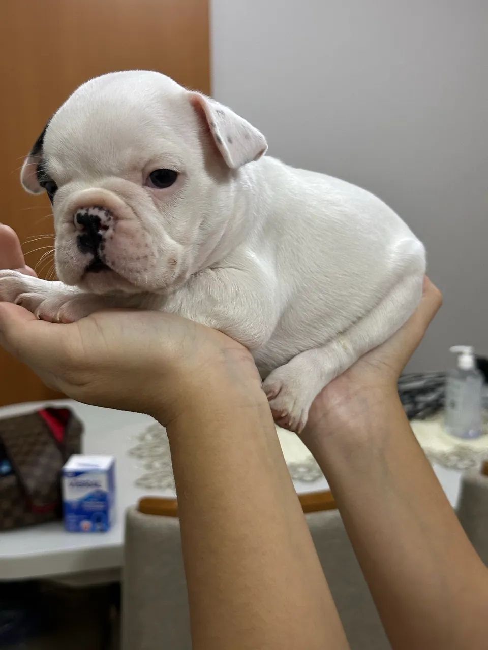 Buldogue francês  - Foto 2