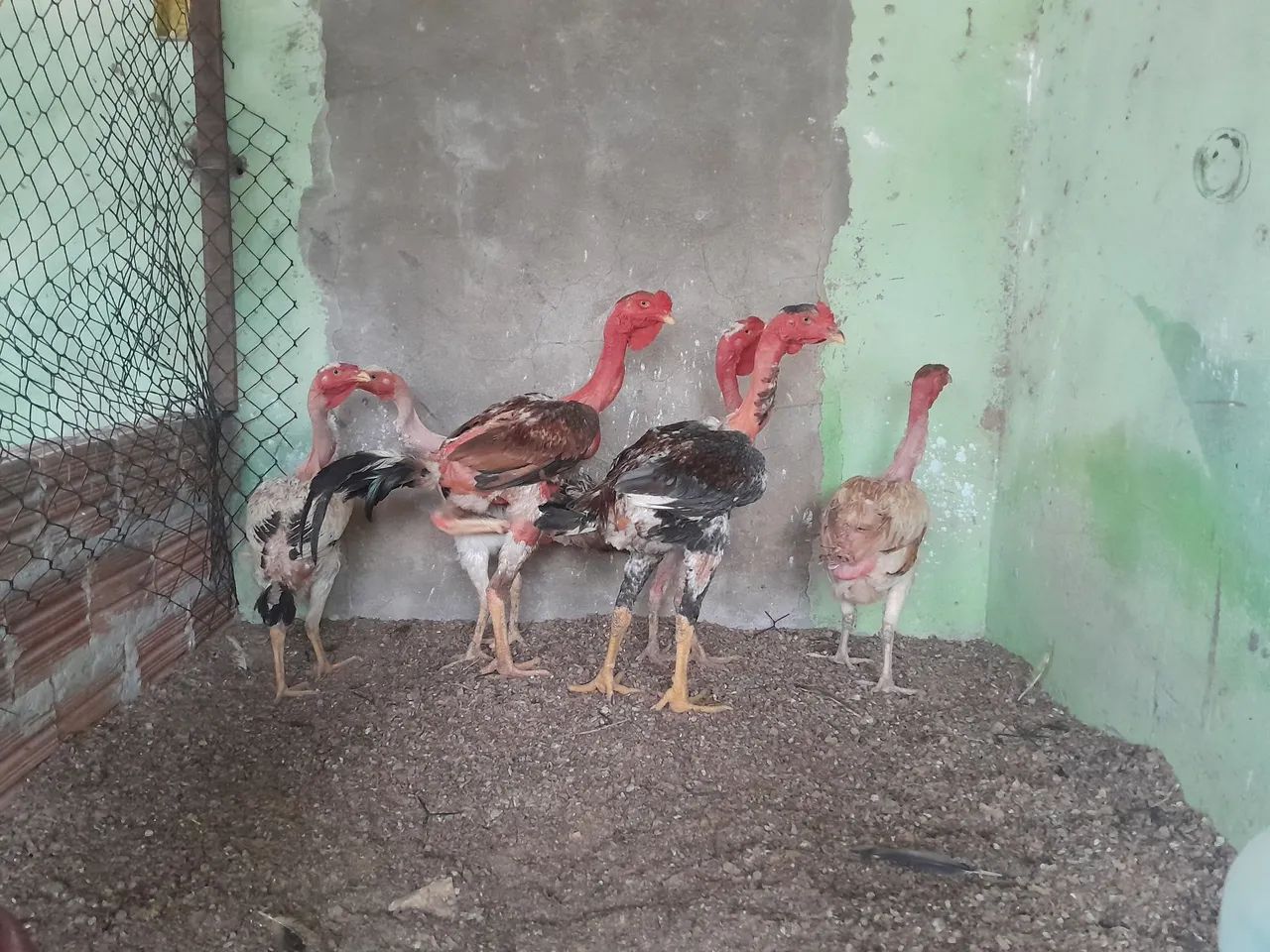 Polaco Gigante  - Foto 4