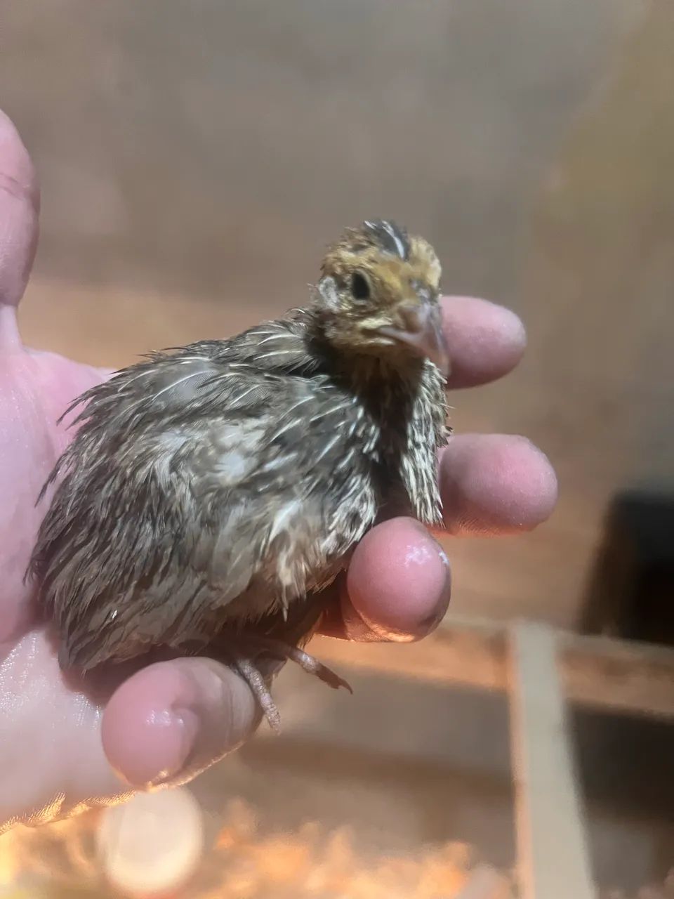 Pintinhos de Codornas - Foto 3