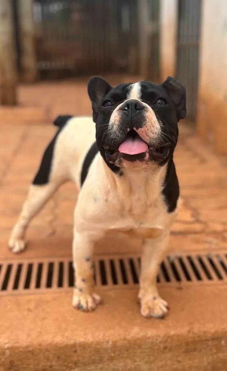 Buldogue francês  - Foto 2