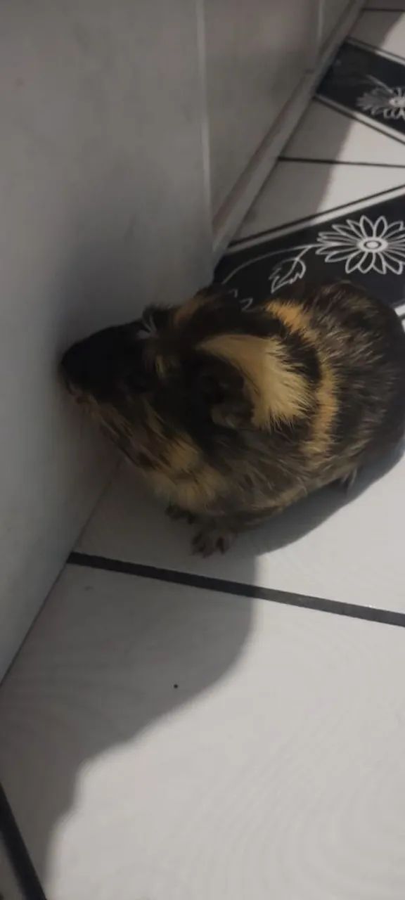 Porquinho da Índia macho com acessórios  - Foto 2