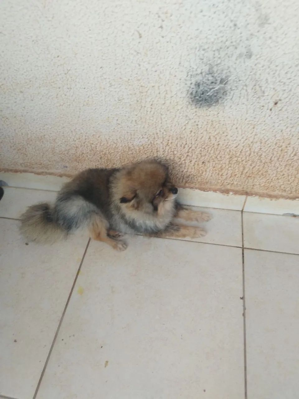 Cachorro  - Foto 2