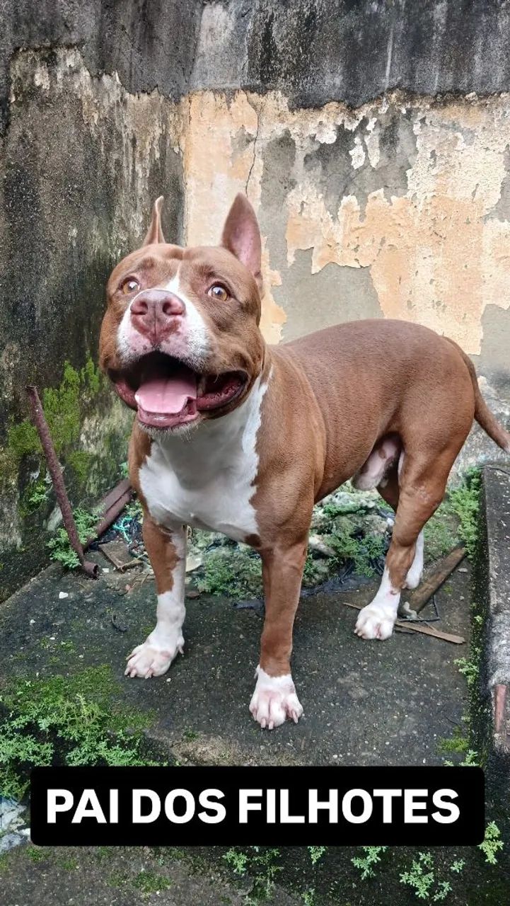 Filhotes de pitbull 