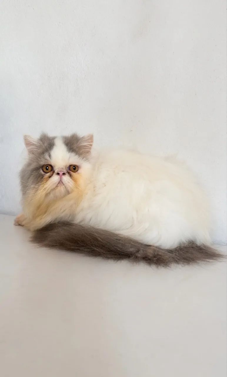 Persa macho  - Foto 2