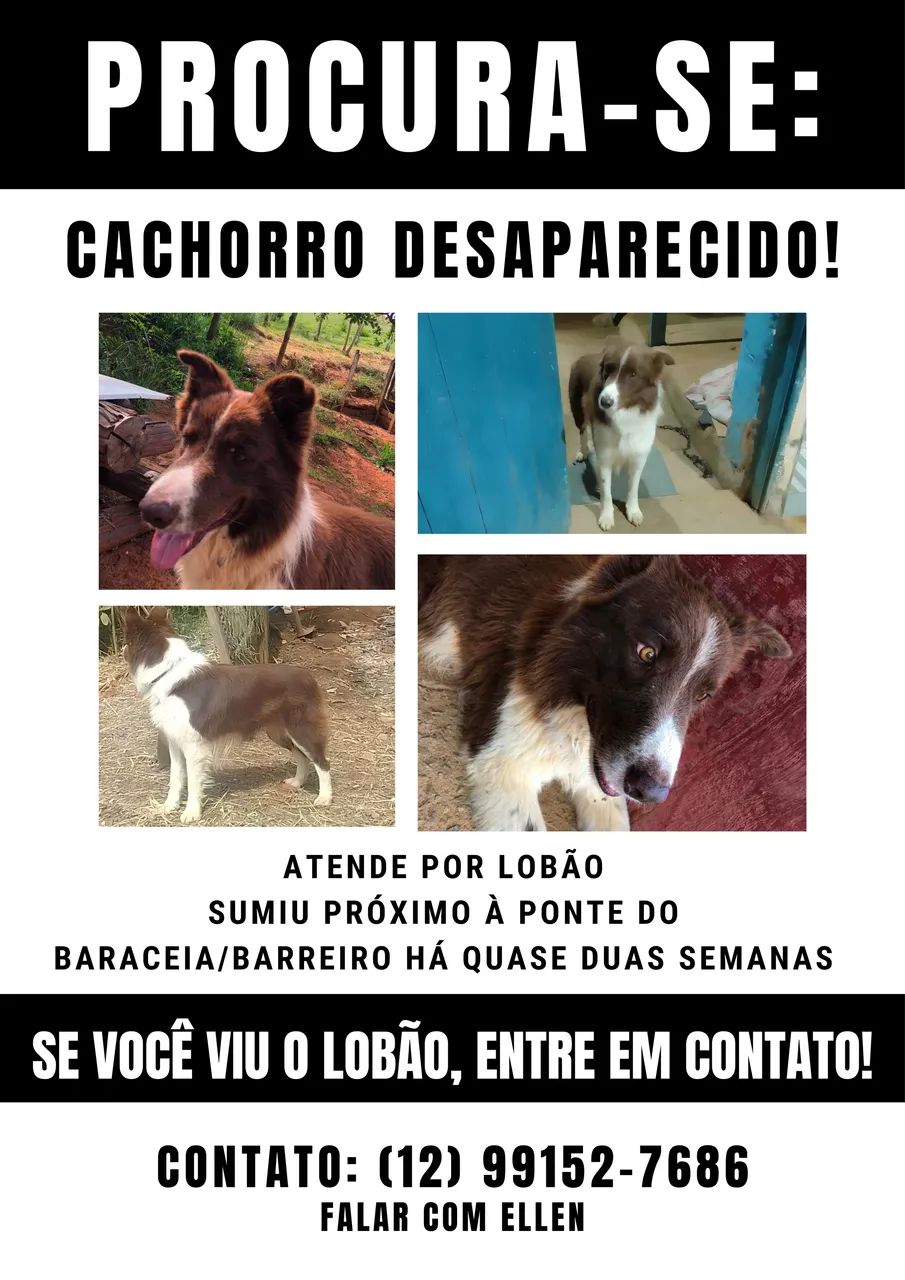 CACHORRO DESAPARECIDO 