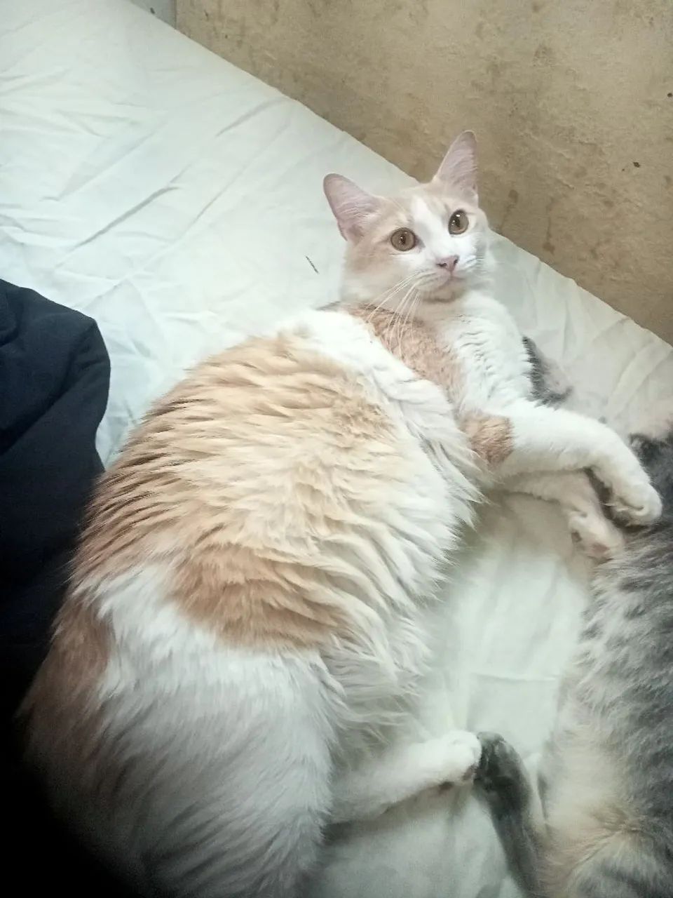 Gata pra doação  - Foto 3