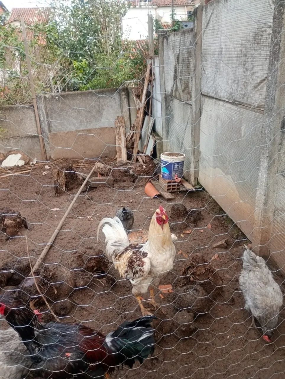 Animais  - Foto 3
