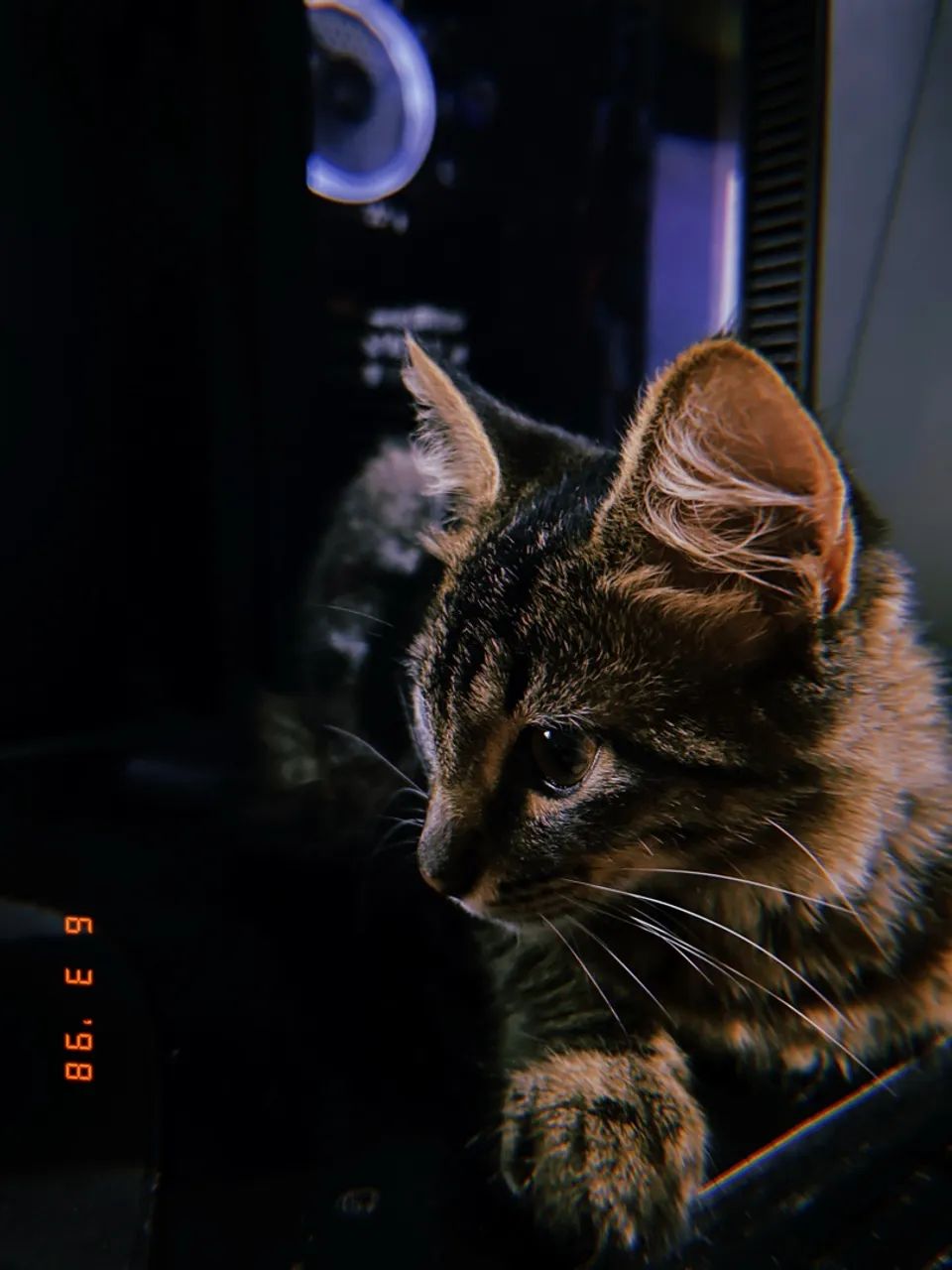 Doa-se Gata - Foto 4