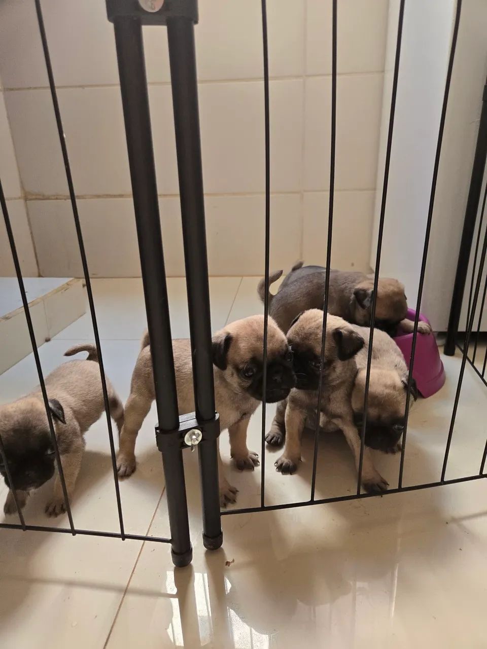 Filhotes Pug - Foto 2
