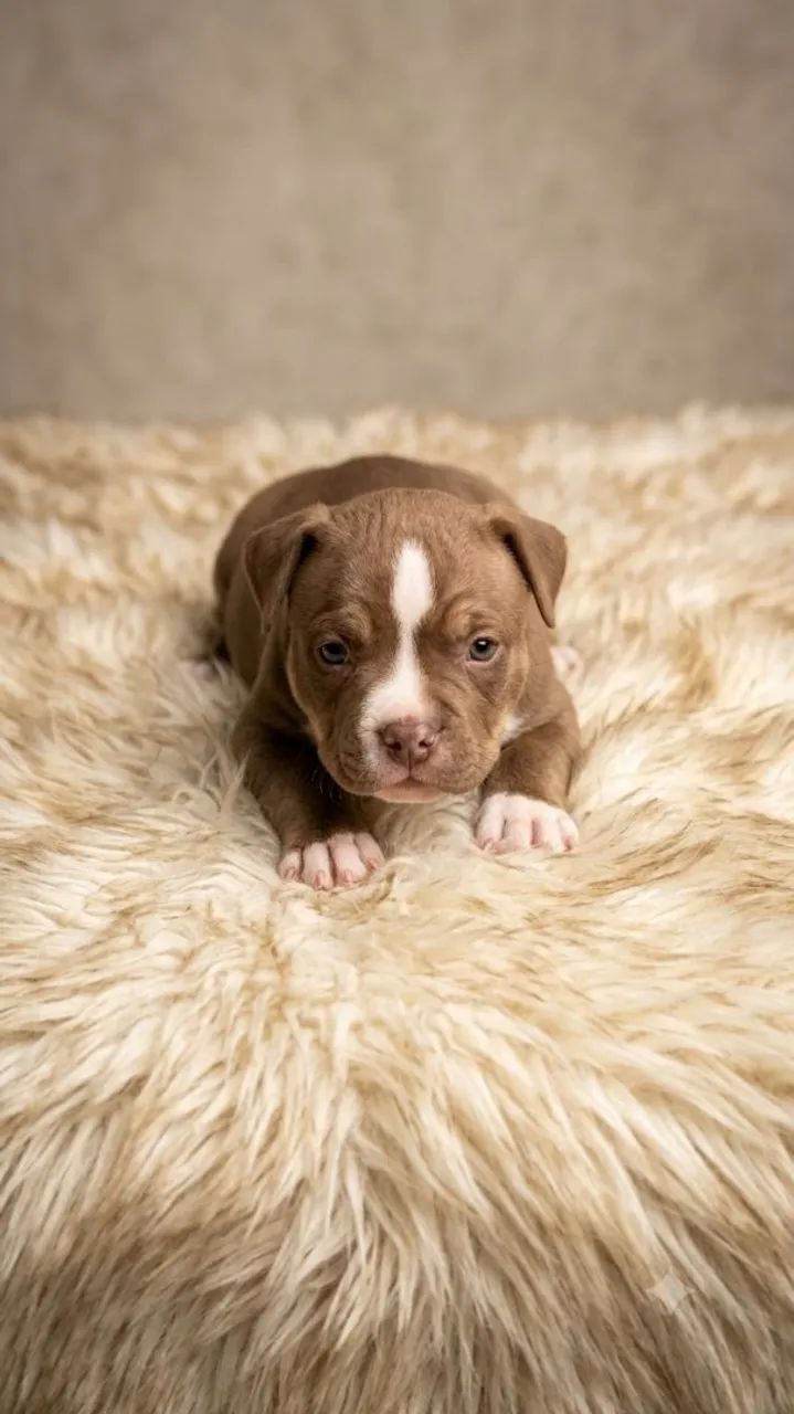 American Bully  - Foto 3