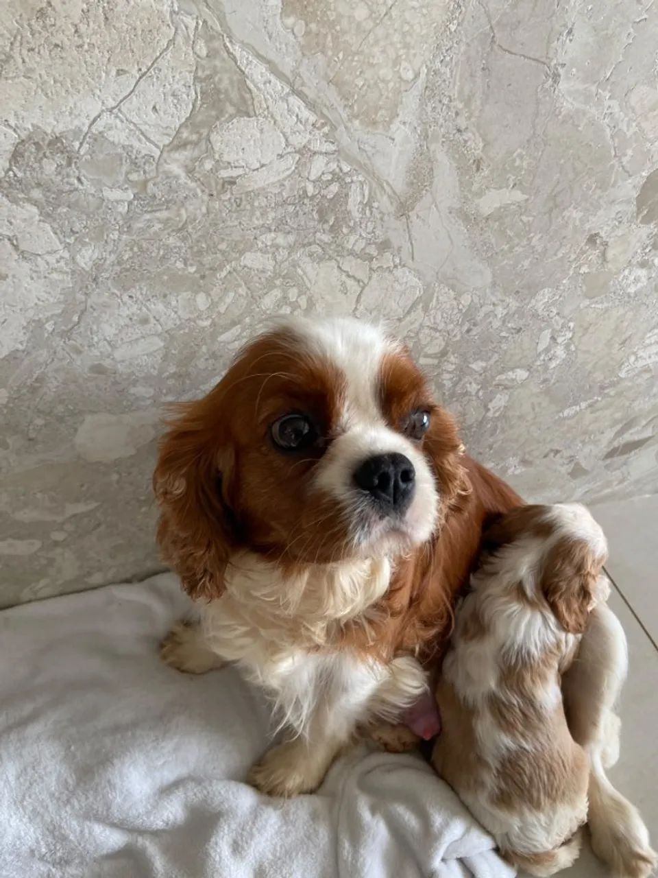Cavalier blenheim