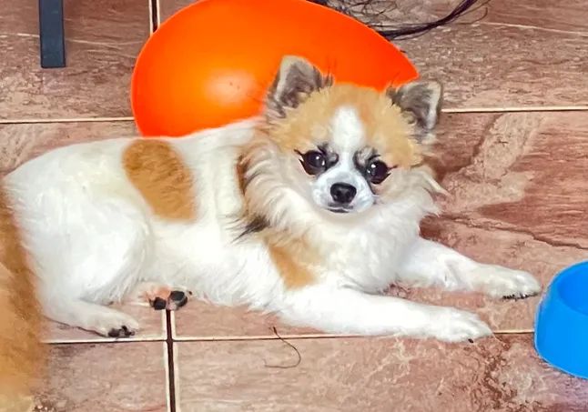 Chiuhuahua para cruza - Foto 2