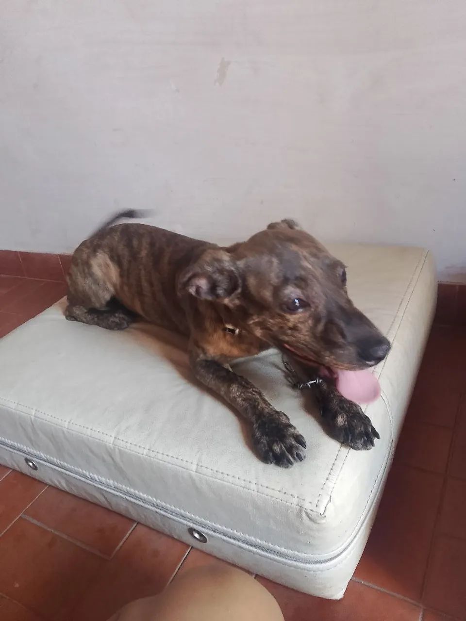 Cachorrinho para adoção  - Foto 4