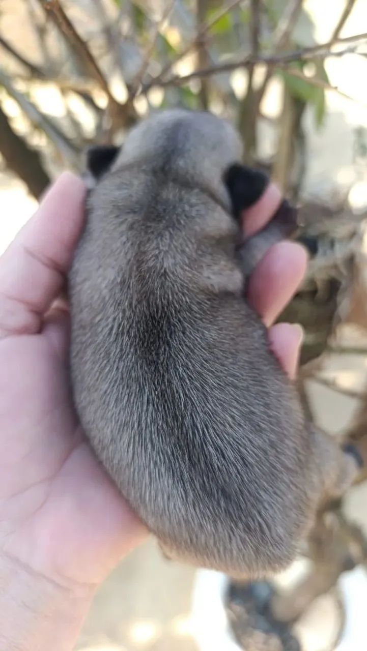 Pug macho para reserva  - Foto 4