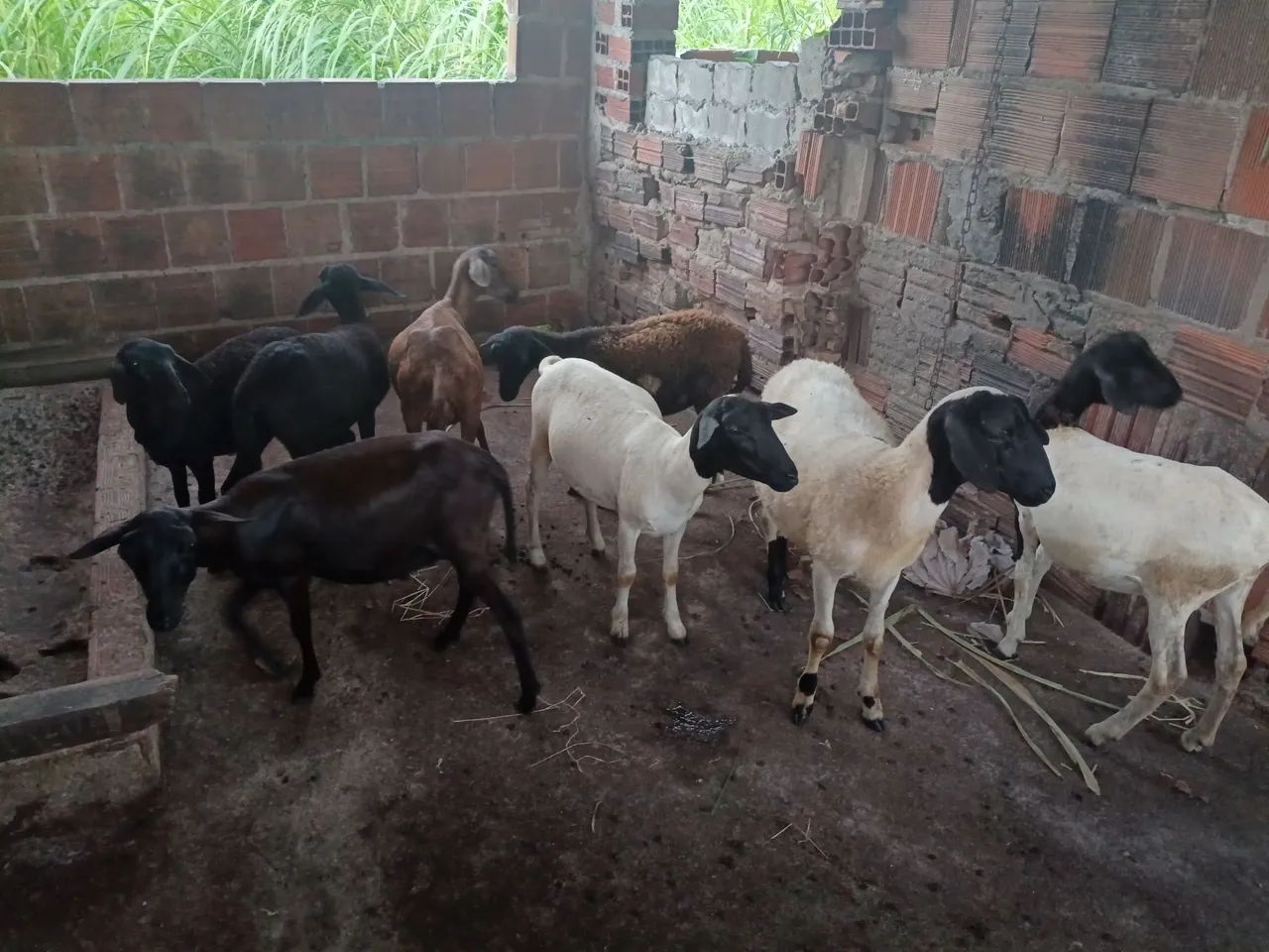 Vendo carneiro  - Foto 3