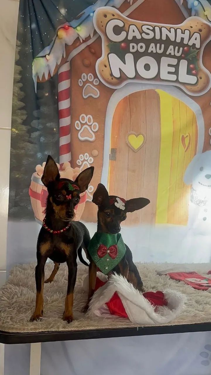 VENDO CASAL DE PINCHER SUPER DOCIL? - Foto 2